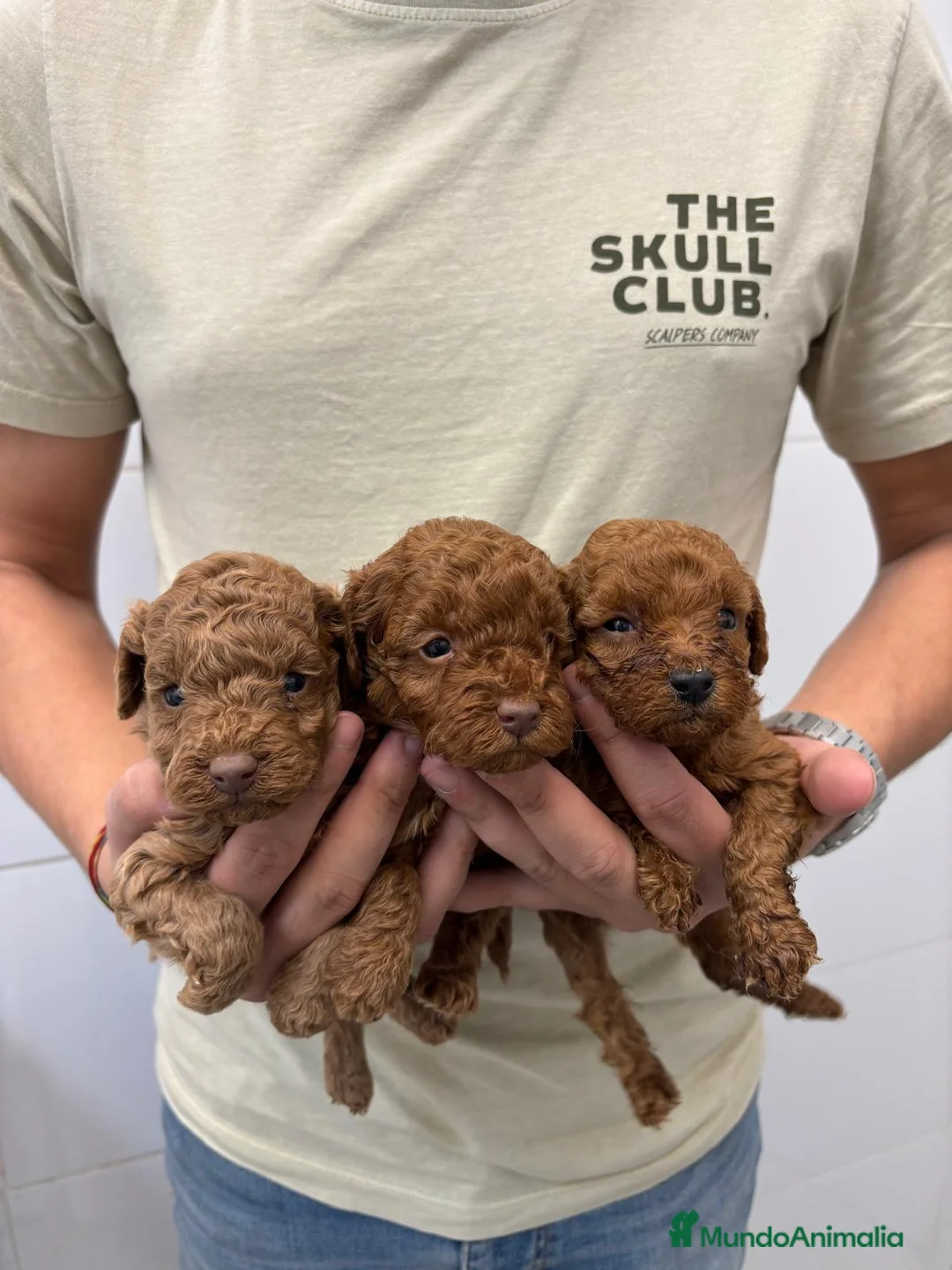 Caniche Toy perros en venta: Caniche Toy 1.600€ ¡Precio Real! - Anuncio 1