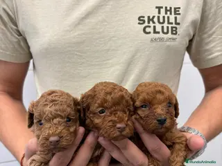 Caniche Toy perros Caniche Toy 1.600€ ¡Precio Real! - Anuncio 1