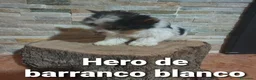Biewer Yorkshire Terrier a la Pom Pon perros en venta: Biewer con pedigree de la mejor calidad - Anuncio 22