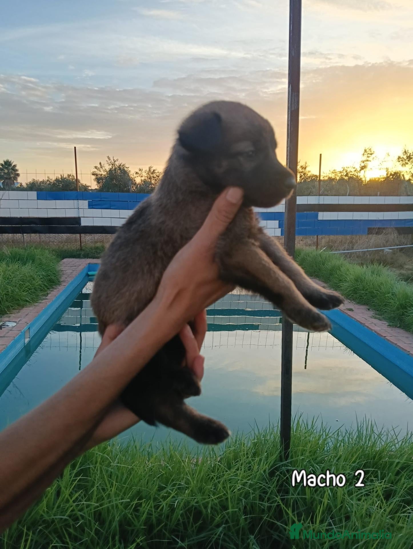Pastor Belga Malinois perros Disponible Pastor belga Malinois de calidad  - Anuncio 3