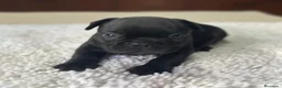 Bulldog Francés perros en venta: Cachorros de bulldog francés  - Anuncio 20