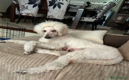 Caniche Gigante perros en venta: Hembra de caniche gigante  - Imagen 2