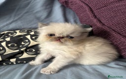 Persa gatos en venta: Persas en Jerez  - Imagen 4