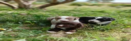 Otras razas perros en venta: AUSTRALIAN WATER DOG - Anuncio 19