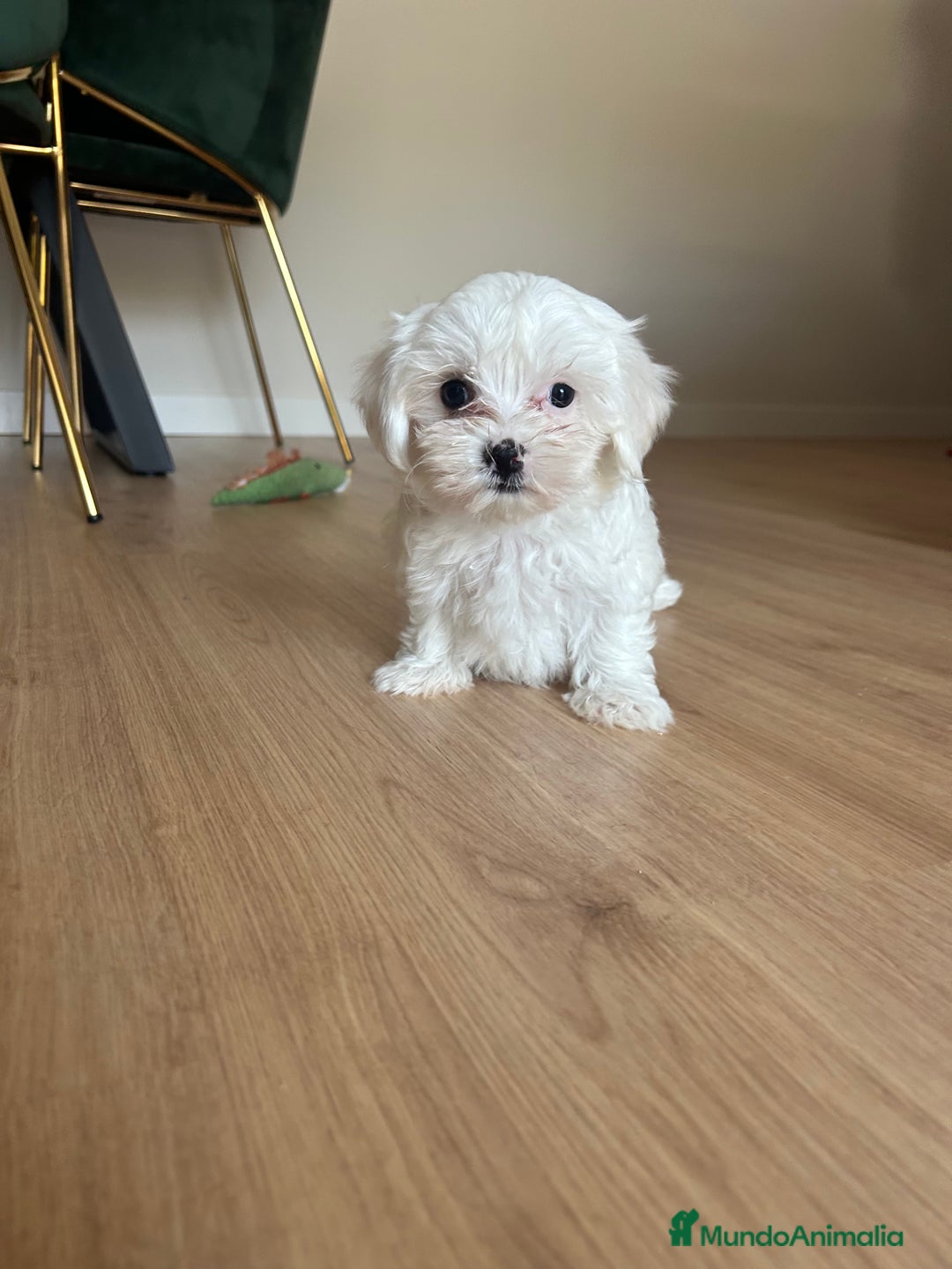 Maltipoo perros en venta: Maltipoo  - Imagen 6