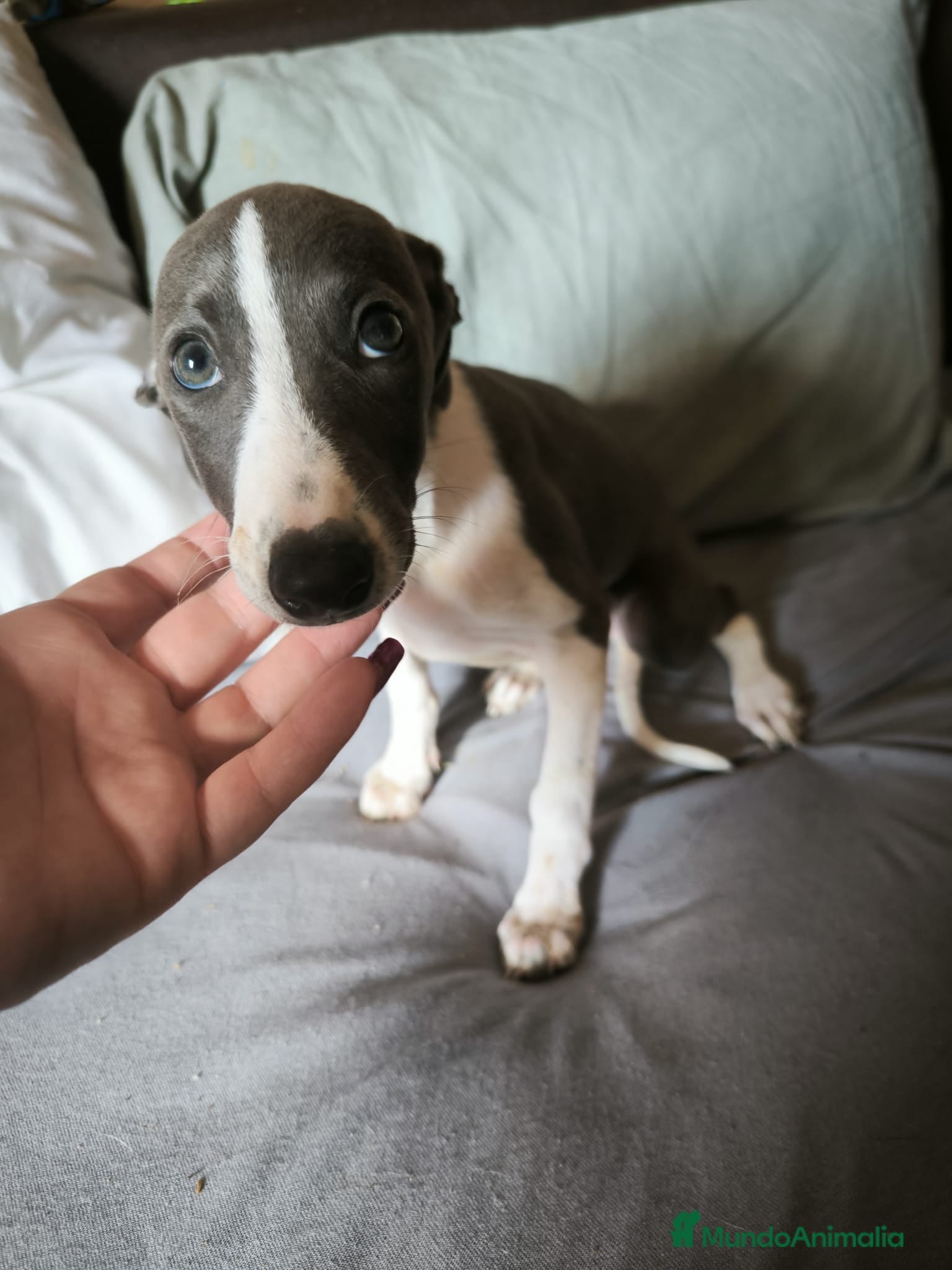 Whippet perros Whippet Macho - Anuncio 2