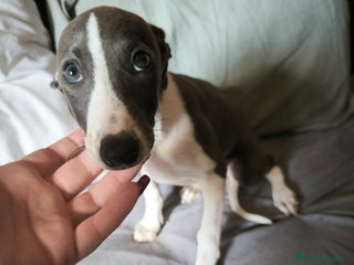 Whippet perros - Anuncio 1