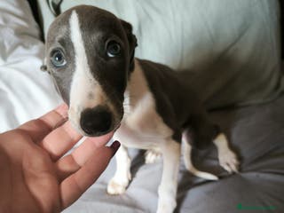 Whippet perros Whippet Macho - Anuncio 23