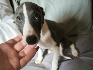 Whippet perros Whippet Macho - Anuncio 2
