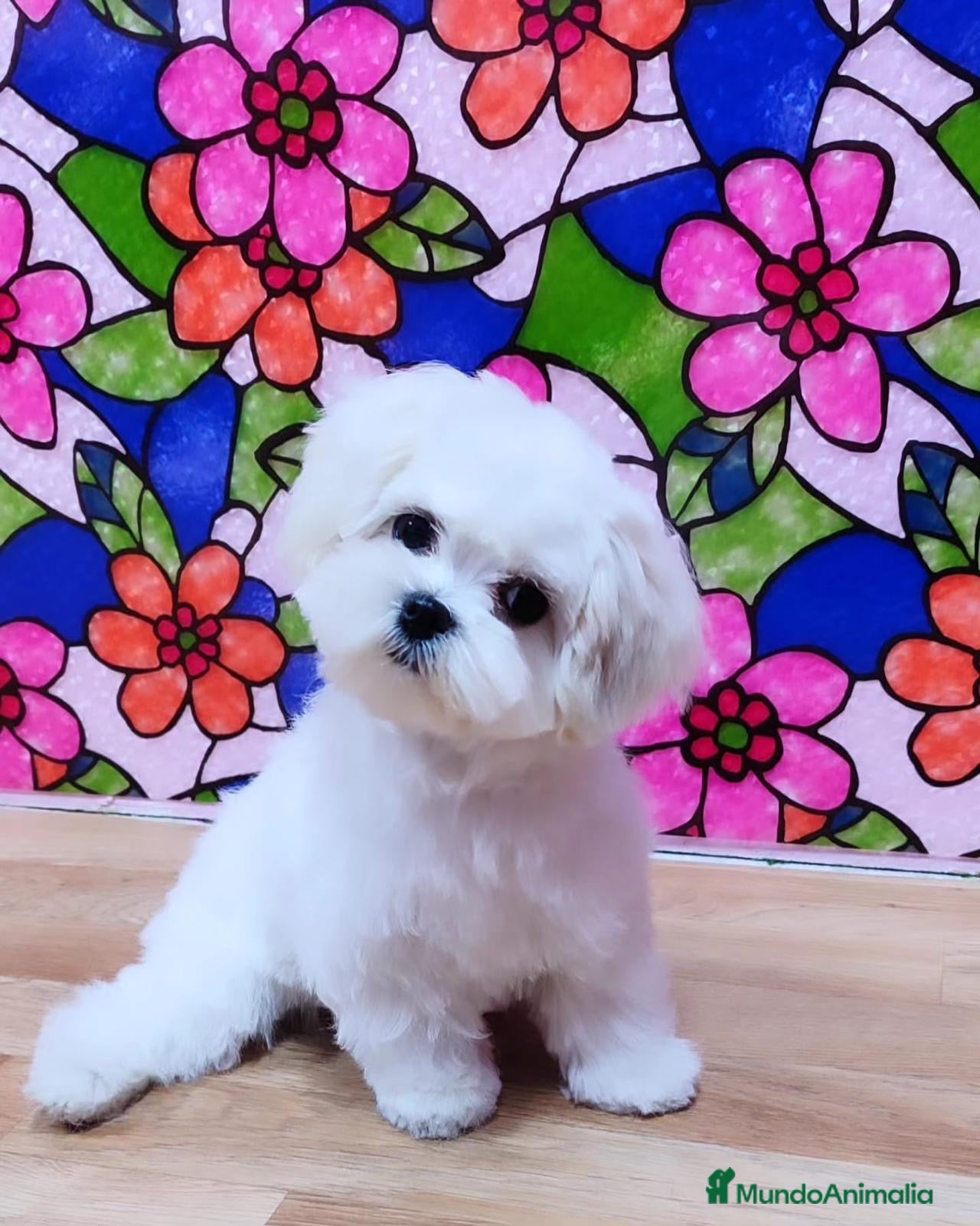 Bichón Maltés perros Bichon Maltés macho listos para entregar !! - Anuncio 2