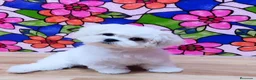 Bichón Maltés perros en venta: Bichon Maltés macho listos para entregar !! - Anuncio 1