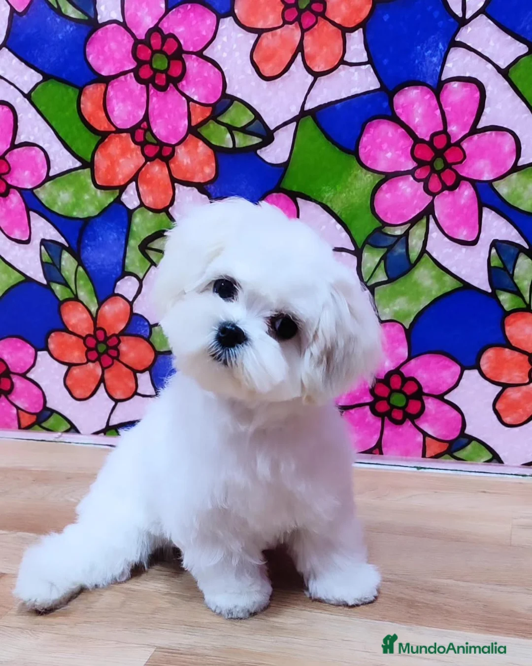 Bichón Maltés perros en venta: Bichon Maltés macho listos para entregar !! - Anuncio 1