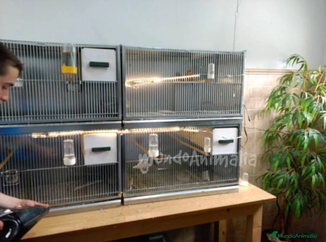 Imagen de galería {{count}}