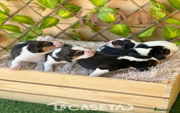 Beagle perros en venta: Camada de Beagle - Imagen 5