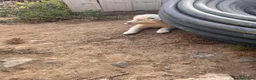 Border Collie perros en venta: Border collies de calidad  - Anuncio 4