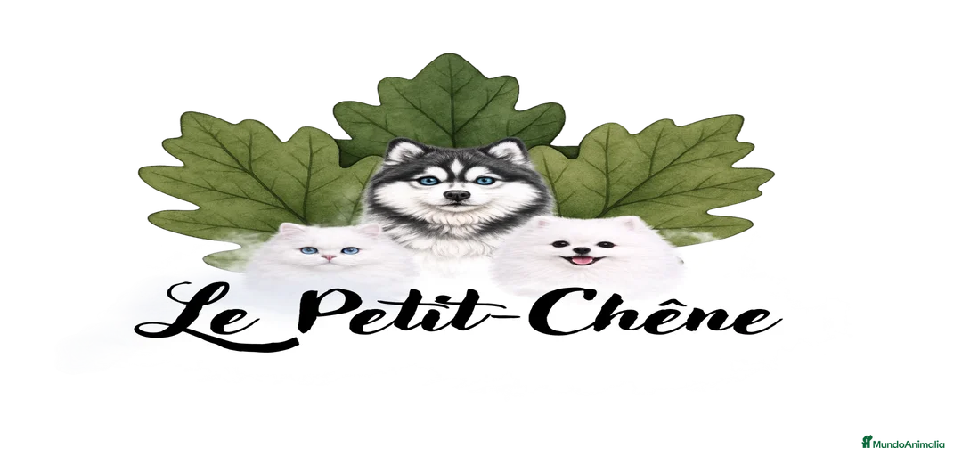 Imagen de galería {{count}}