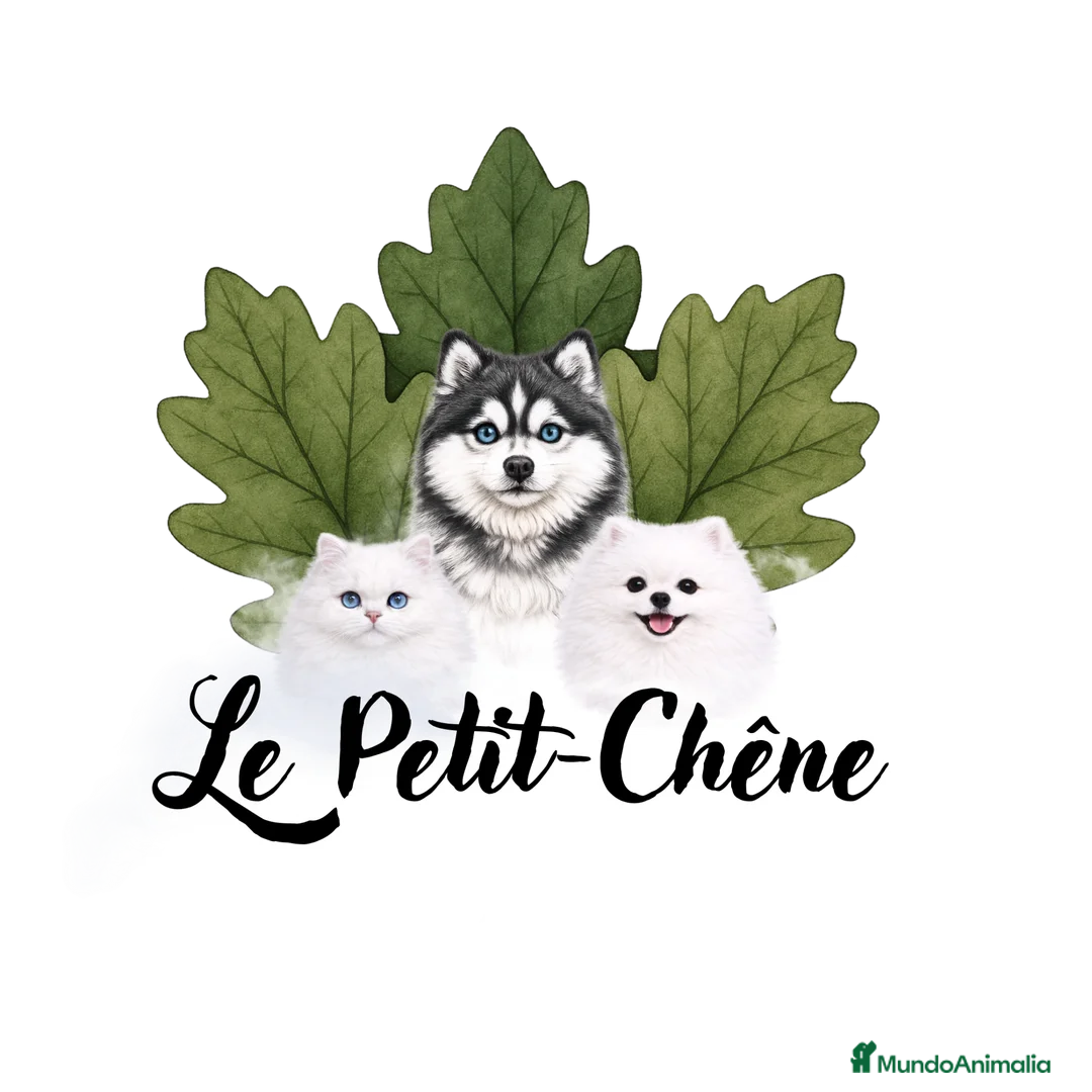 Imagen de galería {{count}}