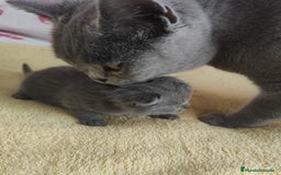 Británico de Pelo Corto gatos en venta: Gato British  en Salamanca - Imagen 5