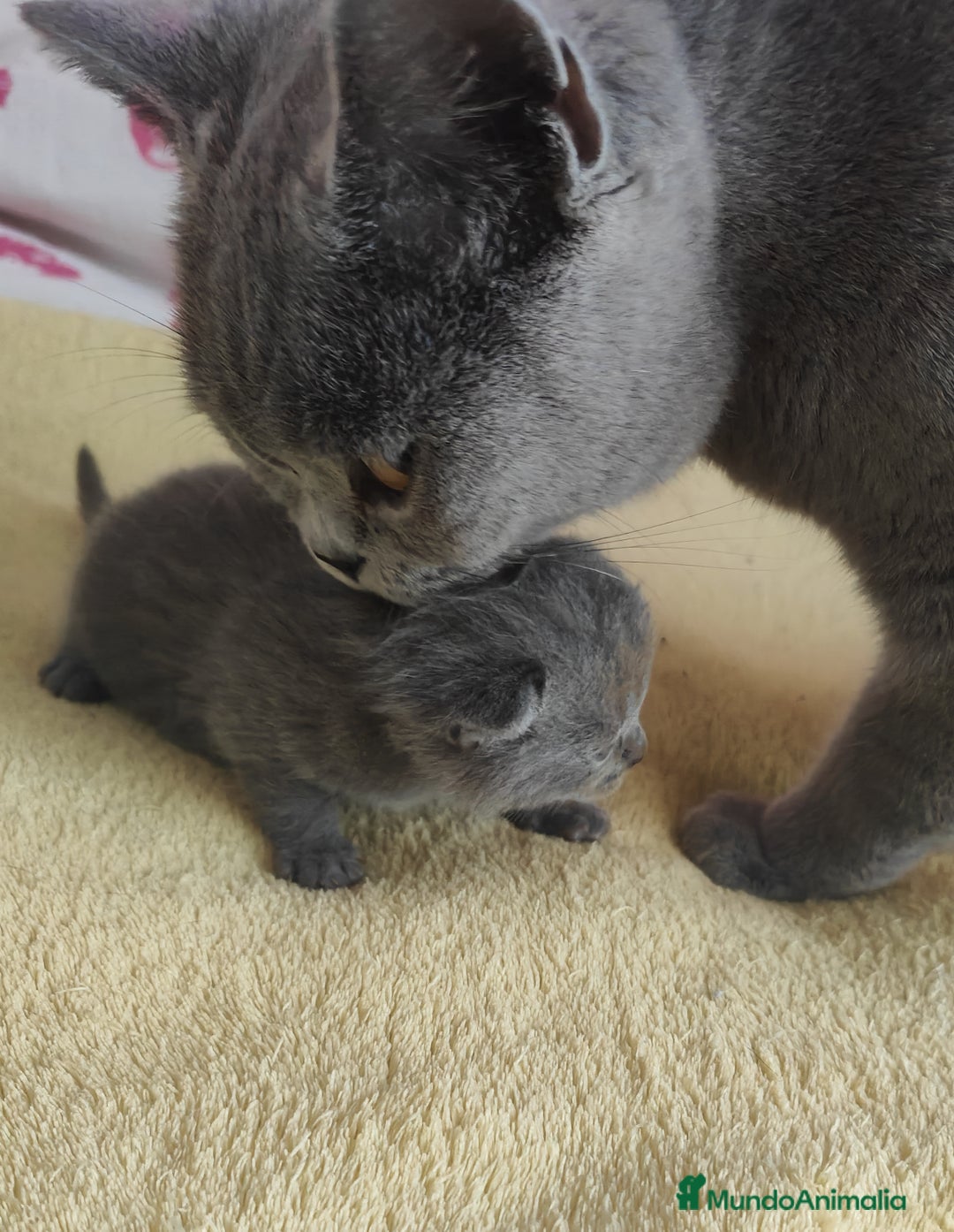 Británico de Pelo Corto gatos en venta: Gato British  en Salamanca - Imagen 5