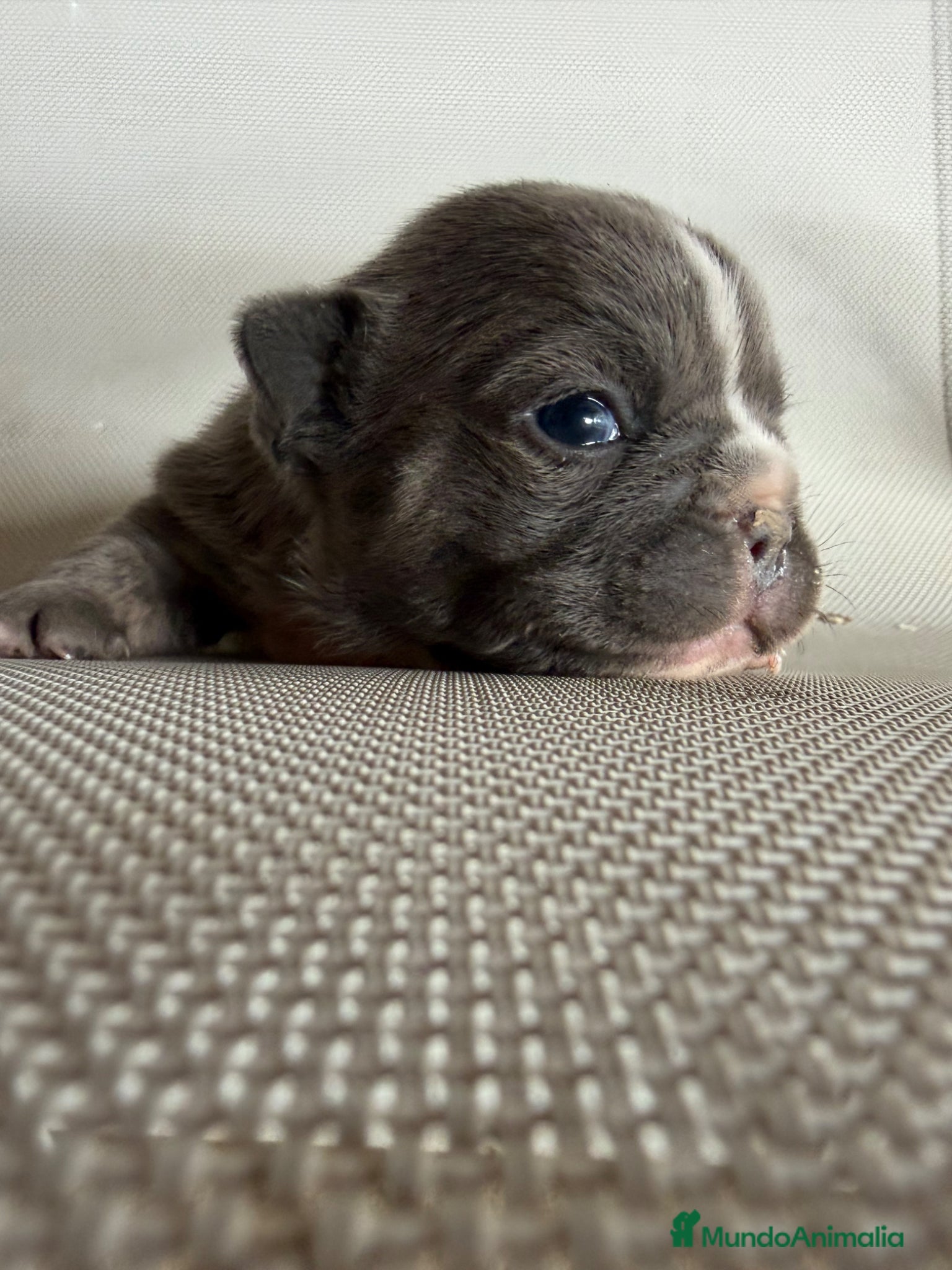 Bulldog Francés perros Bulldog francés  - Anuncio 1