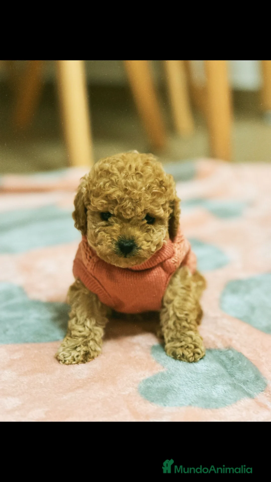 Caniche Toy perros en venta: CAMADAS CANICHES MUCHA CALIDAD  - Anuncio 1