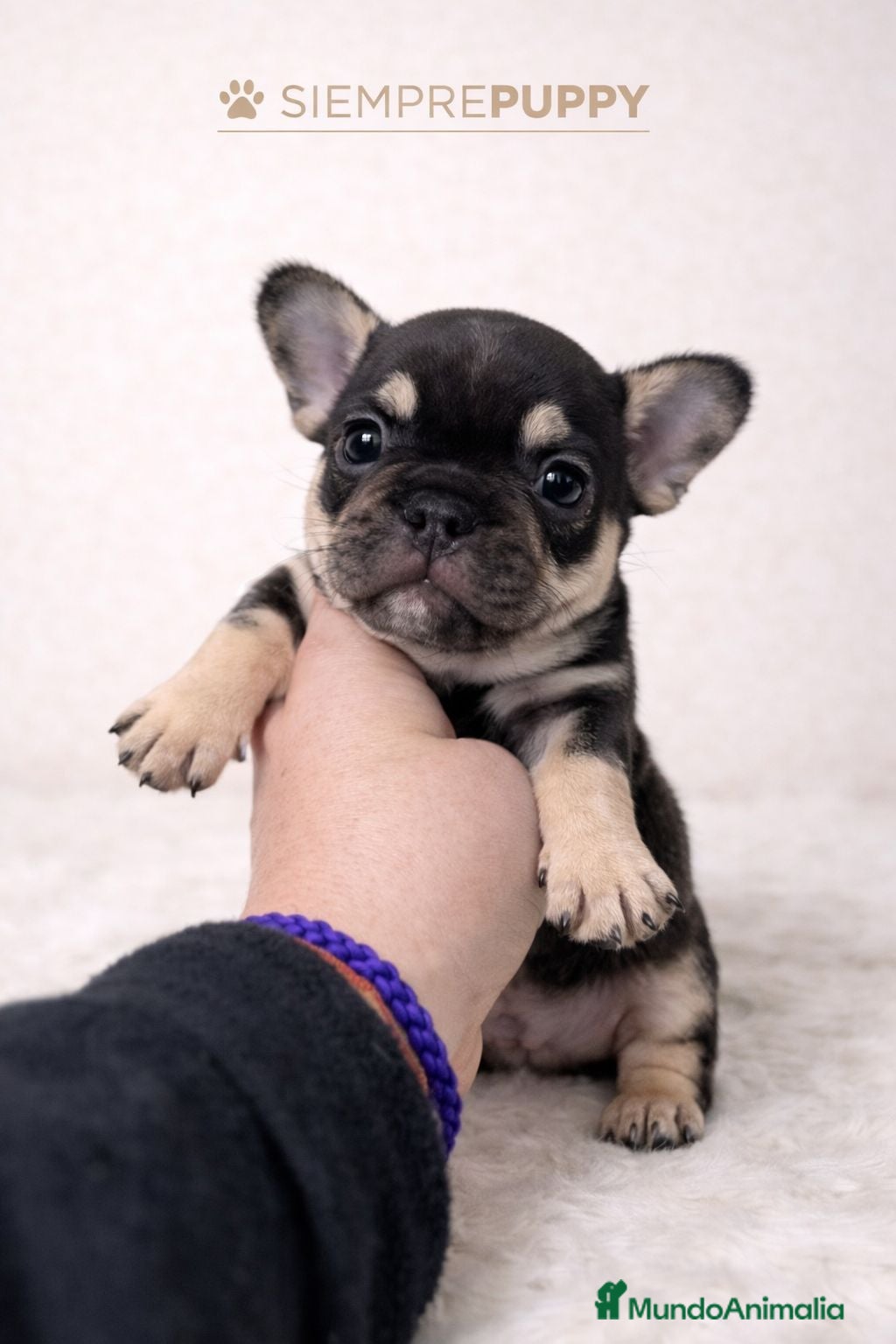 Bulldog Francés perros BULLDOG FRANCÉS EXÓTICO - Anuncio 1