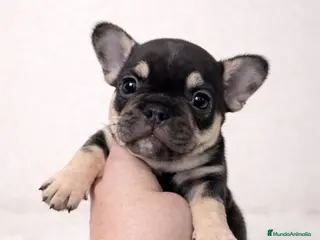 Bulldog Francés perros BULLDOG FRANCÉS EXÓTICO - Anuncio 1