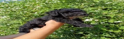 Perro de Agua Español perros en venta: Disponible Perros de agua Español - Anuncio 3