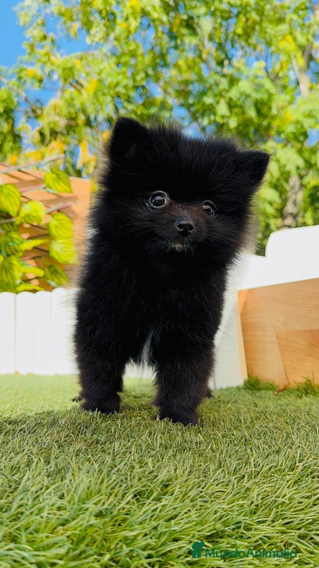 Pomerania perros en venta: POMERANIA HEMBRA - Imagen 10