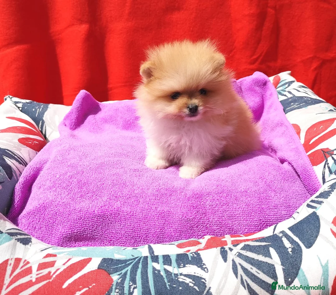 Pomerania perros en venta: Lulú de pomerania  en Barcelona - Anuncio 7