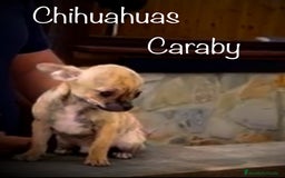 Chihuahua perros en venta: Benidorm CARABY CHIHUAHUAS  en Alicante - Imagen 2