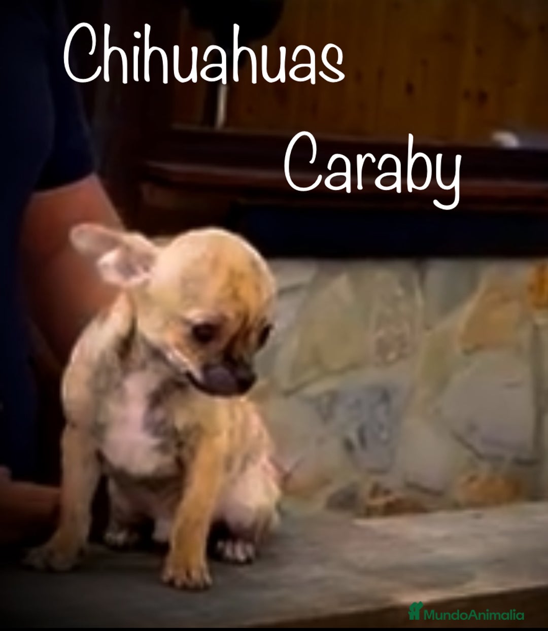 Chihuahua perros en venta: Benidorm CARABY CHIHUAHUAS  en Alicante - Imagen 2