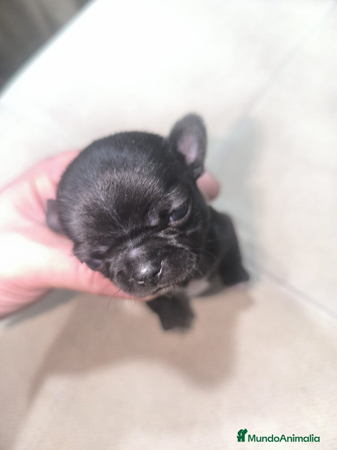 Chihuahua perros en venta: Espectacular chihuahua micro toy macho - Anuncio 2