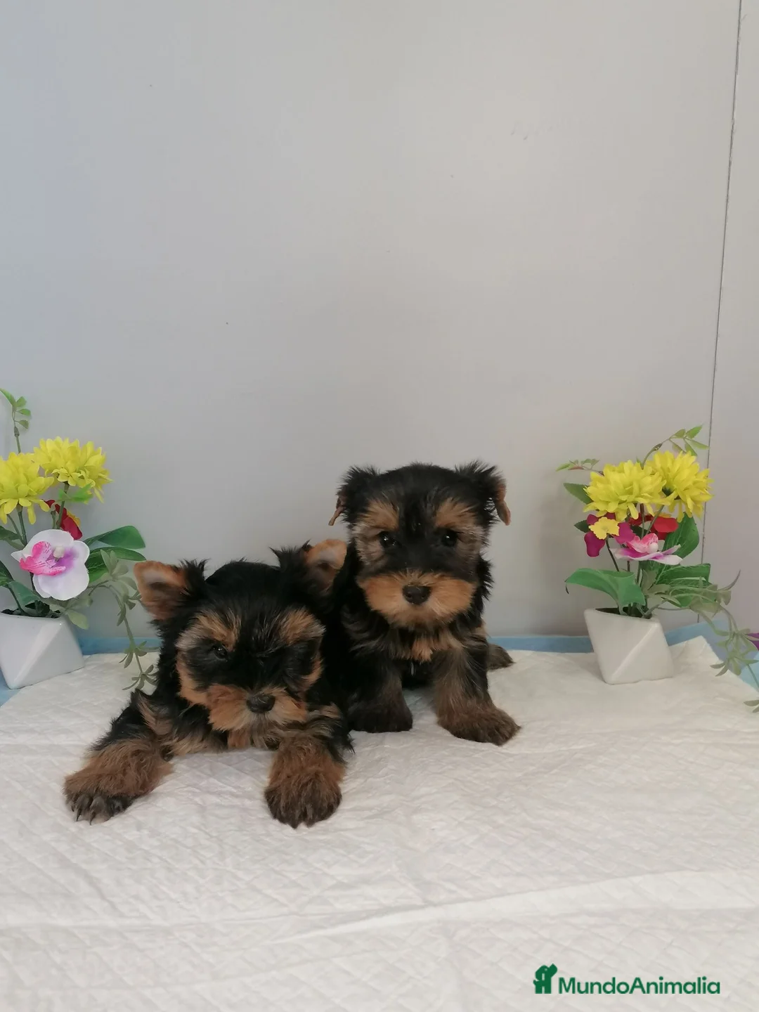 Yorkshire Terrier perros en venta: Preciosa camada de yorshire  - Anuncio 2