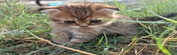 Scottish Fold gatos en venta: Scottish fold - Anuncio 2