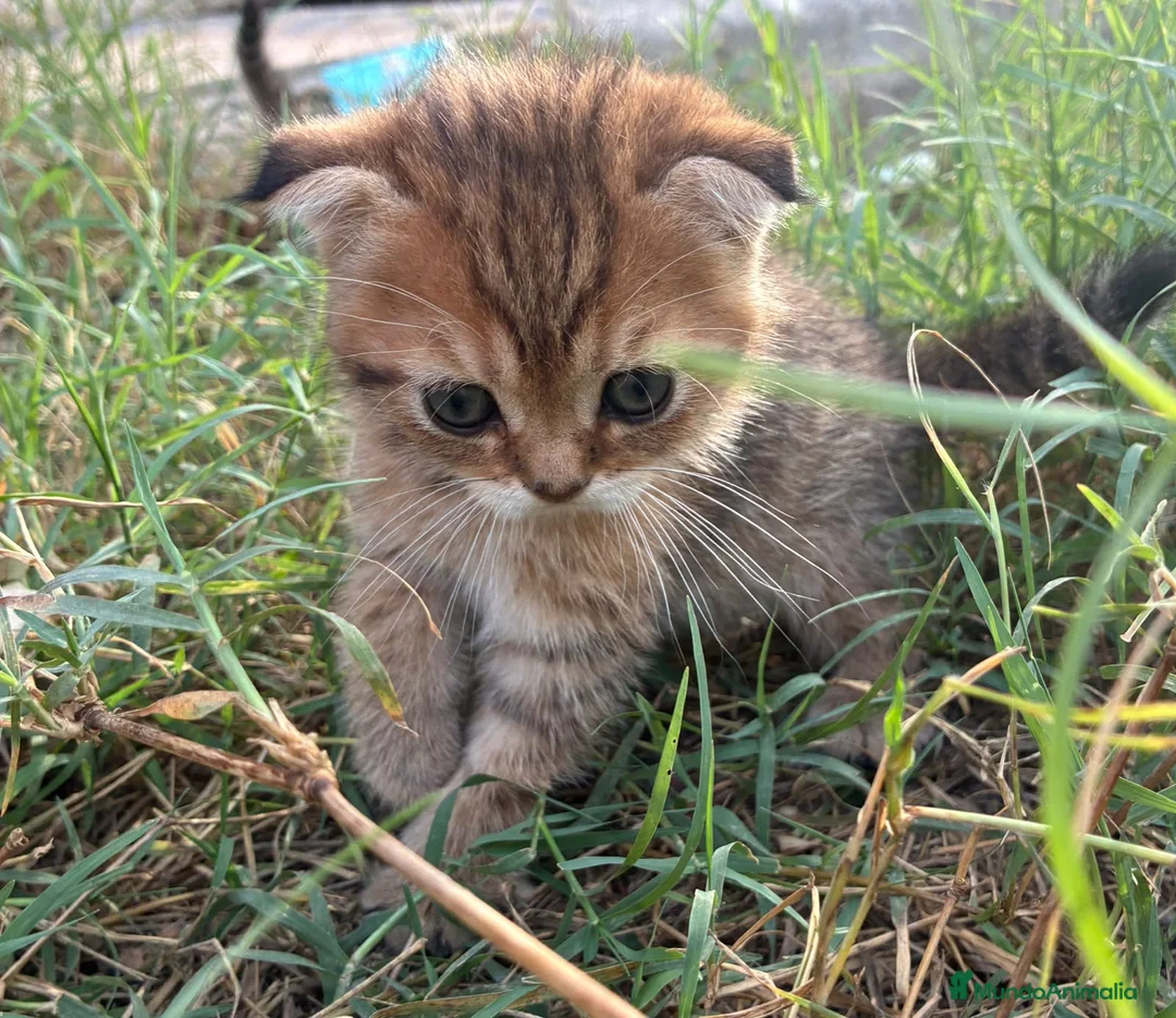 Scottish Fold gatos en venta: Scottish fold - Anuncio 2