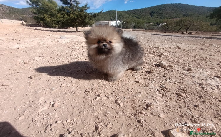 Pomerania perros - Anuncio 10