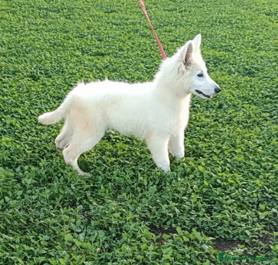 Pastor Blanco Suizo perros en venta: Pastor Blanco Suizo macho - Anuncio 4