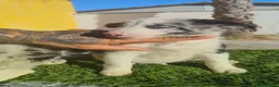 Border Collie perros en venta: Border Collies  - Anuncio 2