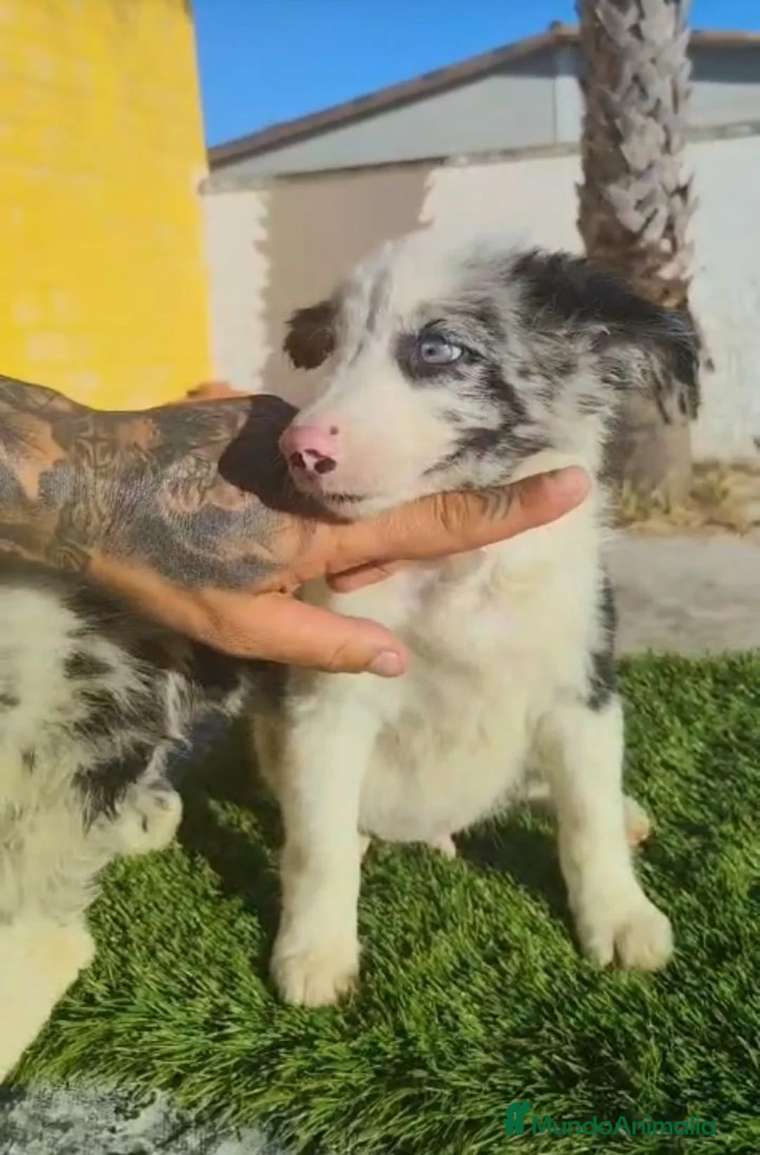 Border Collie perros en venta: Border Collies  - Anuncio 2