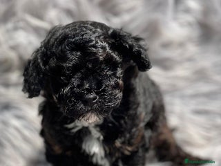 Caniche Toy perros en Barcelona - Anuncio 7