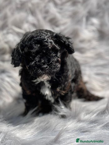 Caniche Toy perros en Barcelona - Anuncio 1