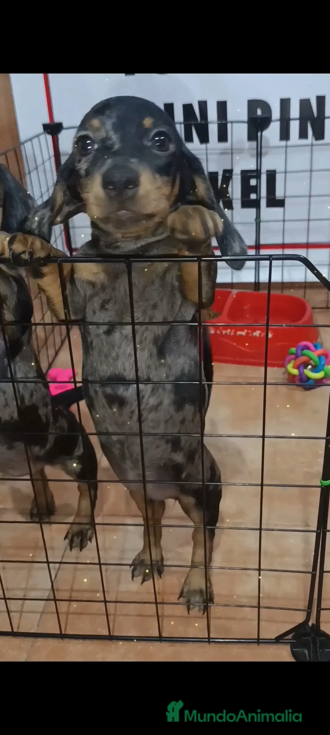 Teckel Miniatura perros en venta: Teckel miniatura  - Anuncio 3