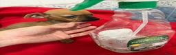 Chihuahua perros en venta: Chihuahua toy cabeza manzana  - Anuncio 1