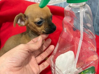 Chihuahua perros Chihuahua toy cabeza manzana - Anuncio 2