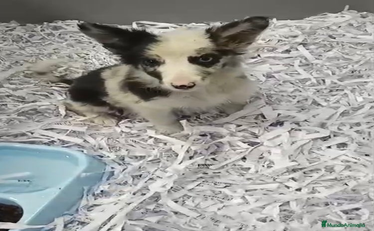 Border Collie perros PRECIOSOS CACHORROS DE BORDER COLLIE - Anuncio 1