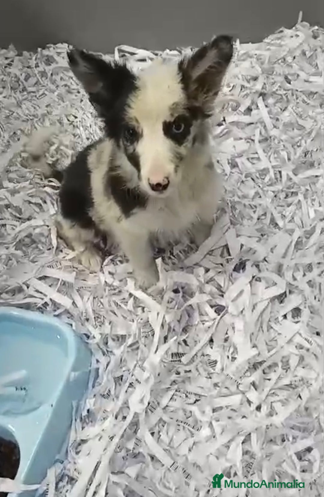 Border Collie perros en venta: PRECIOSOS CACHORROS DE BORDER COLLIE - Anuncio 1