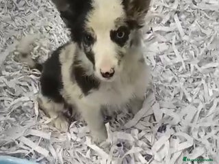 Border Collie perros PRECIOSOS CACHORROS DE BORDER COLLIE - Anuncio 1