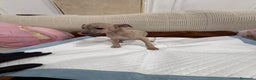 Whippet perros en venta: Whippet  - Anuncio 2