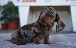 Teckel perros en venta: 🐾 Teckel miniatura – Curry Merlé chocolate 🍫 - Imagen 3